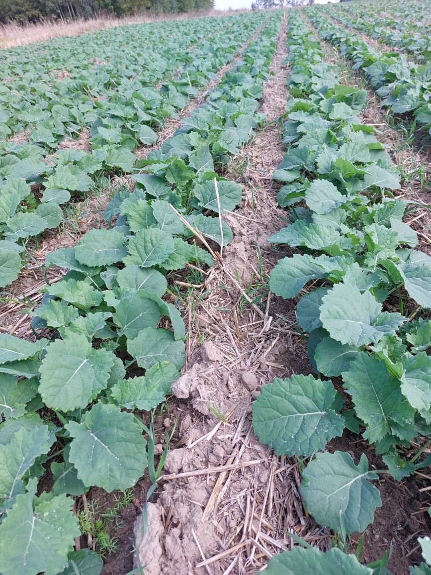 Siew rzepaku siew pasowy strip till Czajkowski Mzuri Horsch