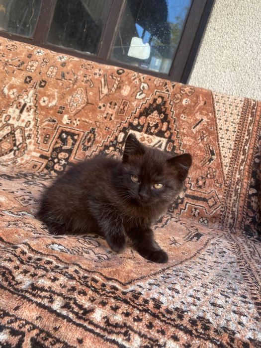 Котеня британець безкоштовно