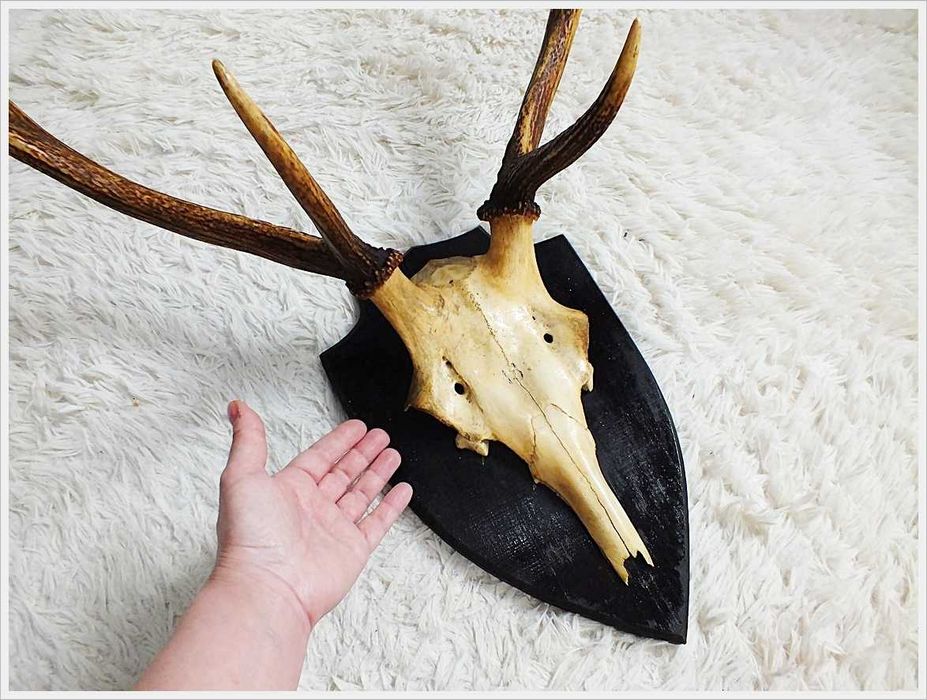 Duże poroże jelenia z czaszą na desce PRL z lat 80' Retro