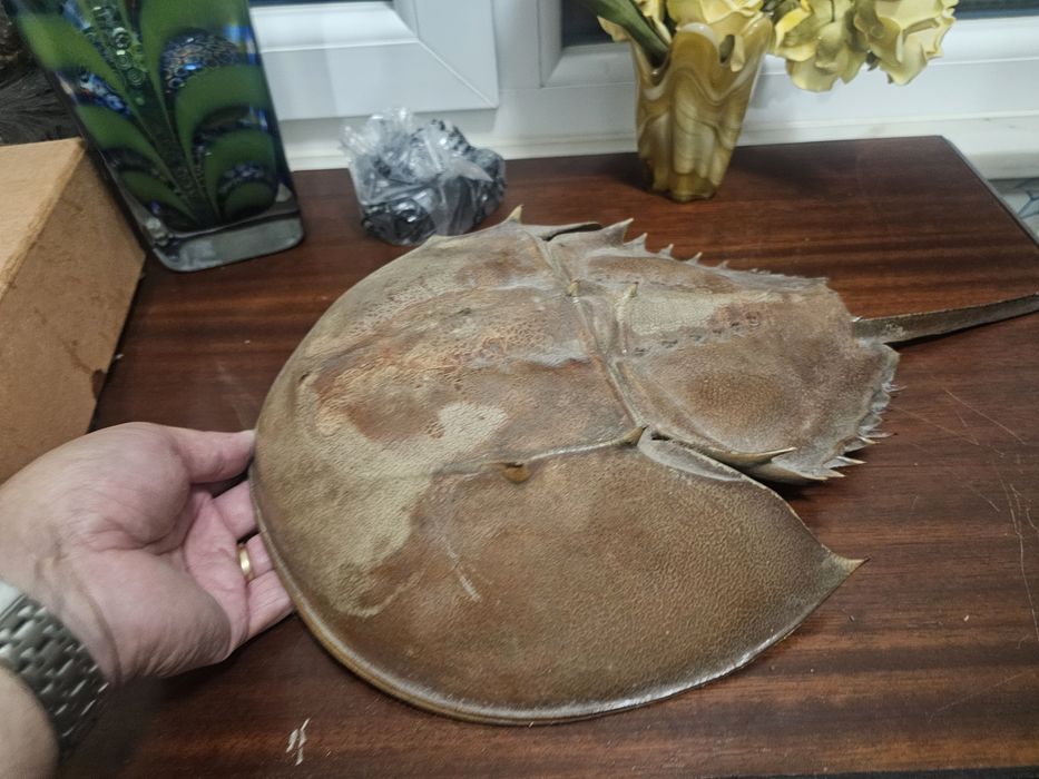 Raríssimo caranguejo ferradura empalhado