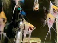 Pterophyllum Scalare (Escalar) - White Koi - A Grade