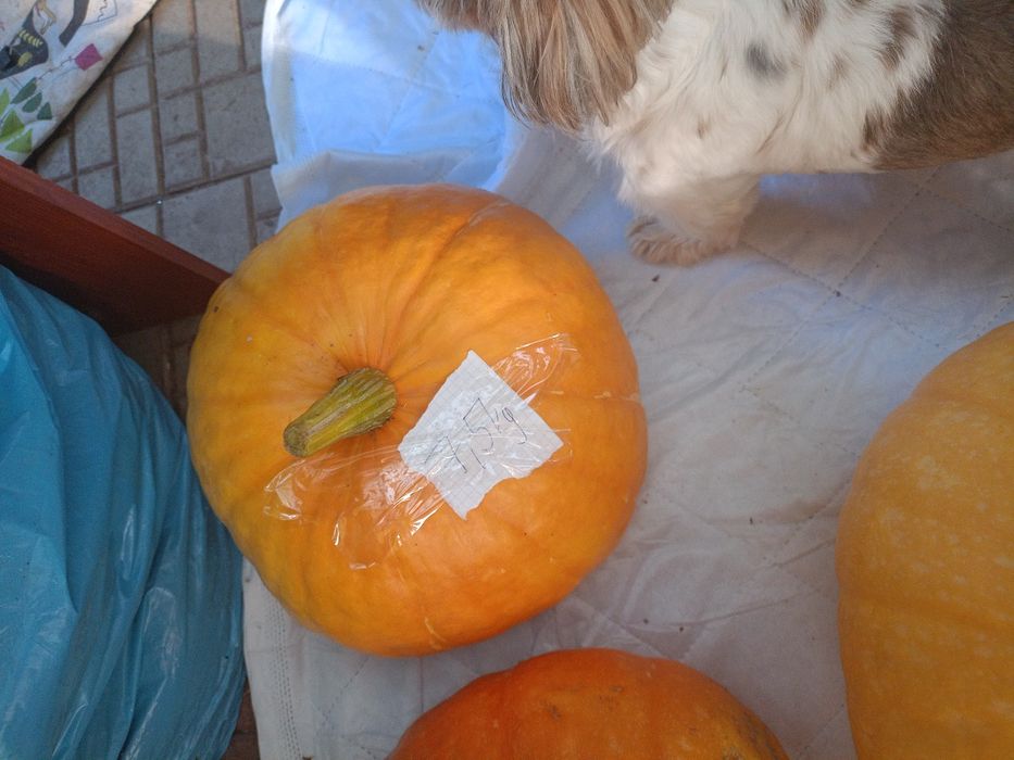 Dynie ekologiczne duże bio