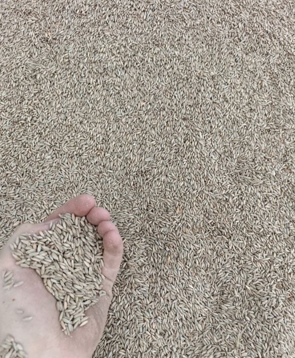 Zyto rok po c1 populacyjne