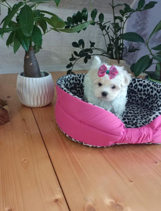 Maltańczyk śliczna suczka