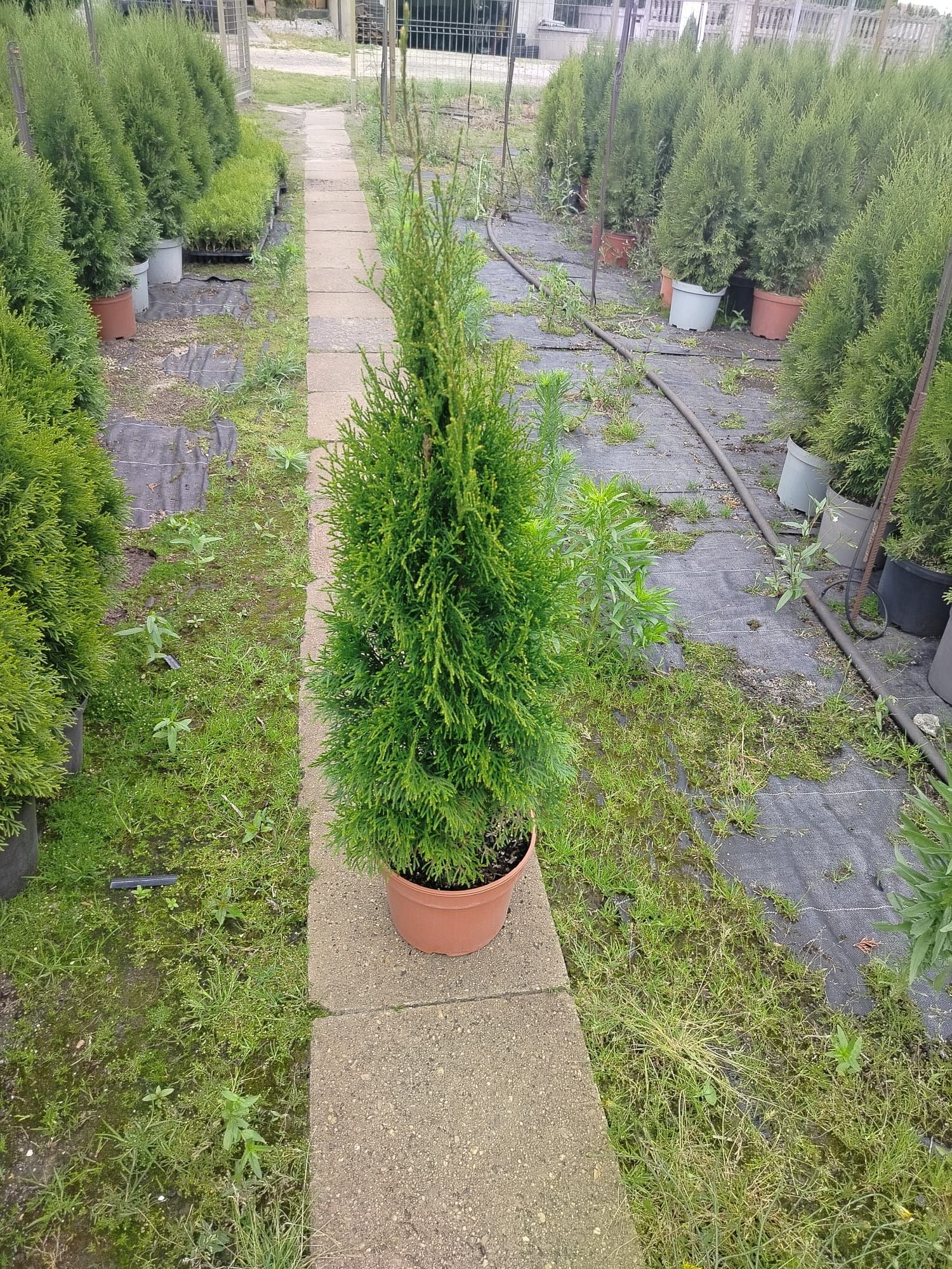 Tuj szmaragd wys 100-120cm donica 7,5