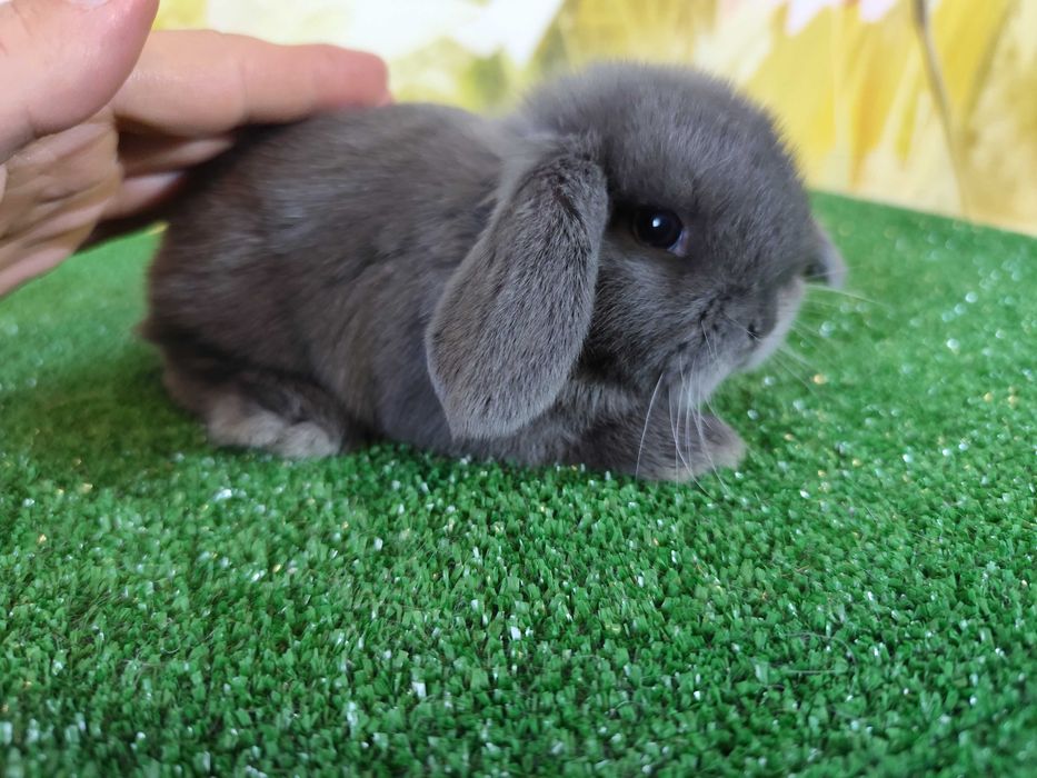 PIĘKNY Mini Lop niebieski bluey miniaturka baranek karzełek