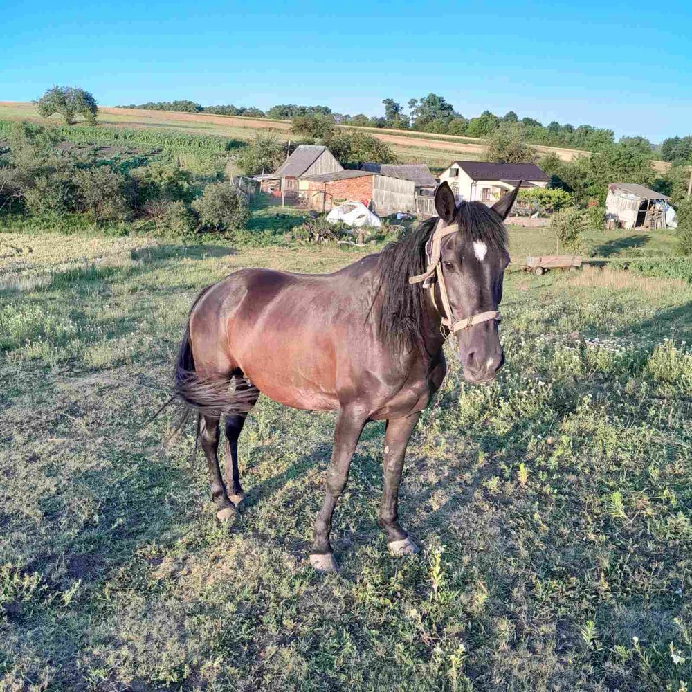 Кобила молода робоча спокійна , лошичка продам