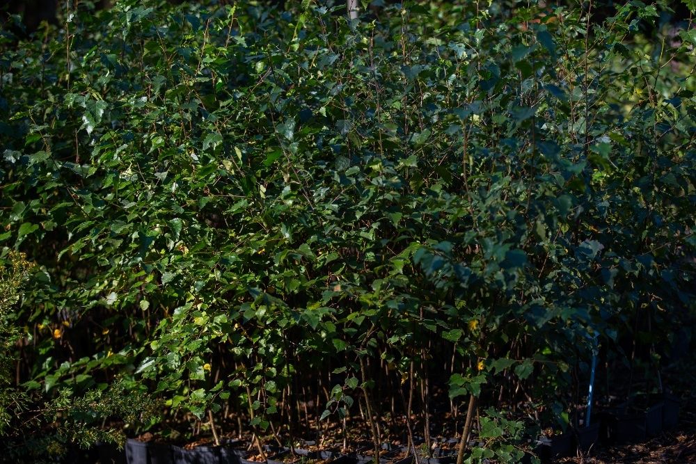 Brzoza Brodawkowata (Betula Pendula) wysokość 120- 150 cm, donica 3l