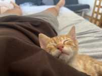 gatinho laranja