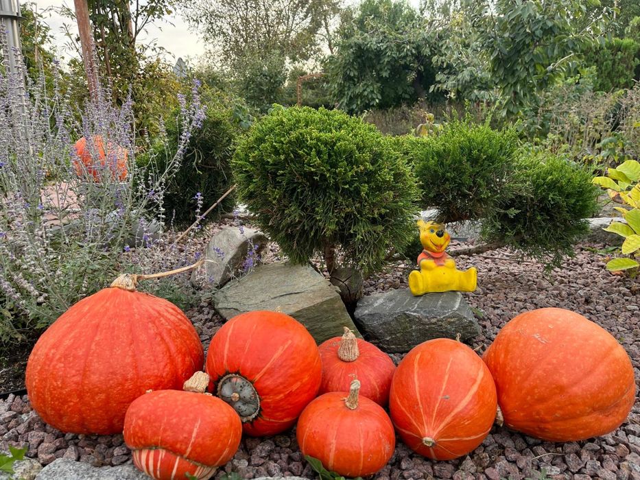 Ekologiczne dynie - Duży wybór- OKAZJA!
