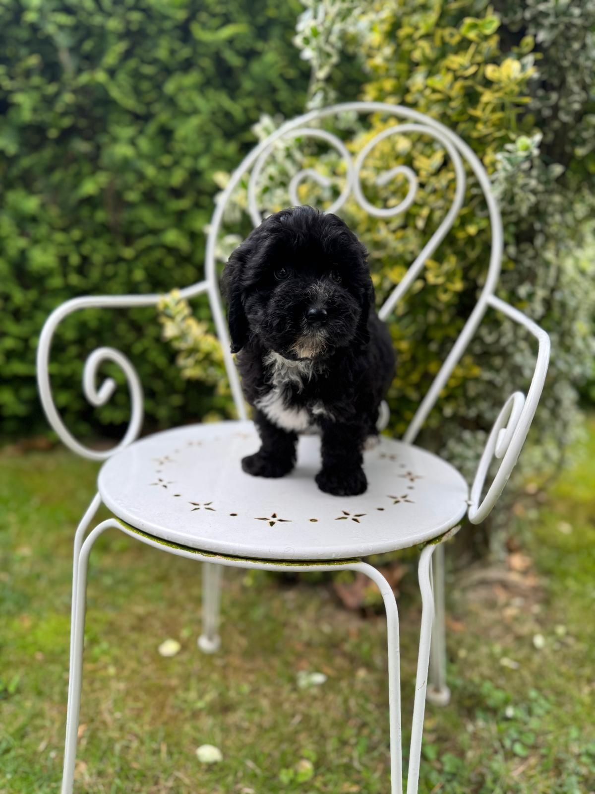 Maltipoo czarny piesek