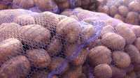 Продам посадкову картоплю по 12 грн за кг