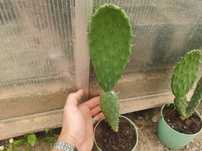 Opuncja figowa - opuntia ficus-indica wychodowana z nasion