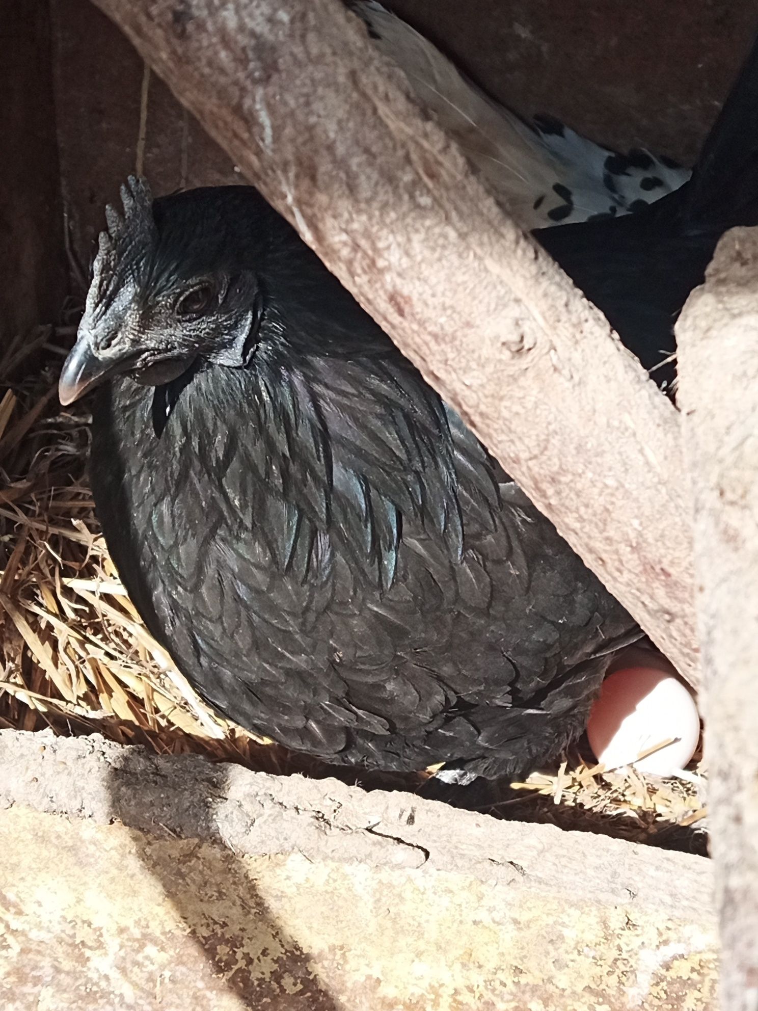 Sprzedam jajka lęgowe -Ayam Cemani - Czarna kura, czarne kości i mięso