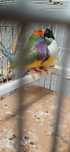 Diamante  gould  casal