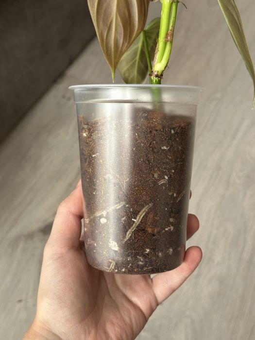 Philodendron Splendid / Філодендрон Сплендід
