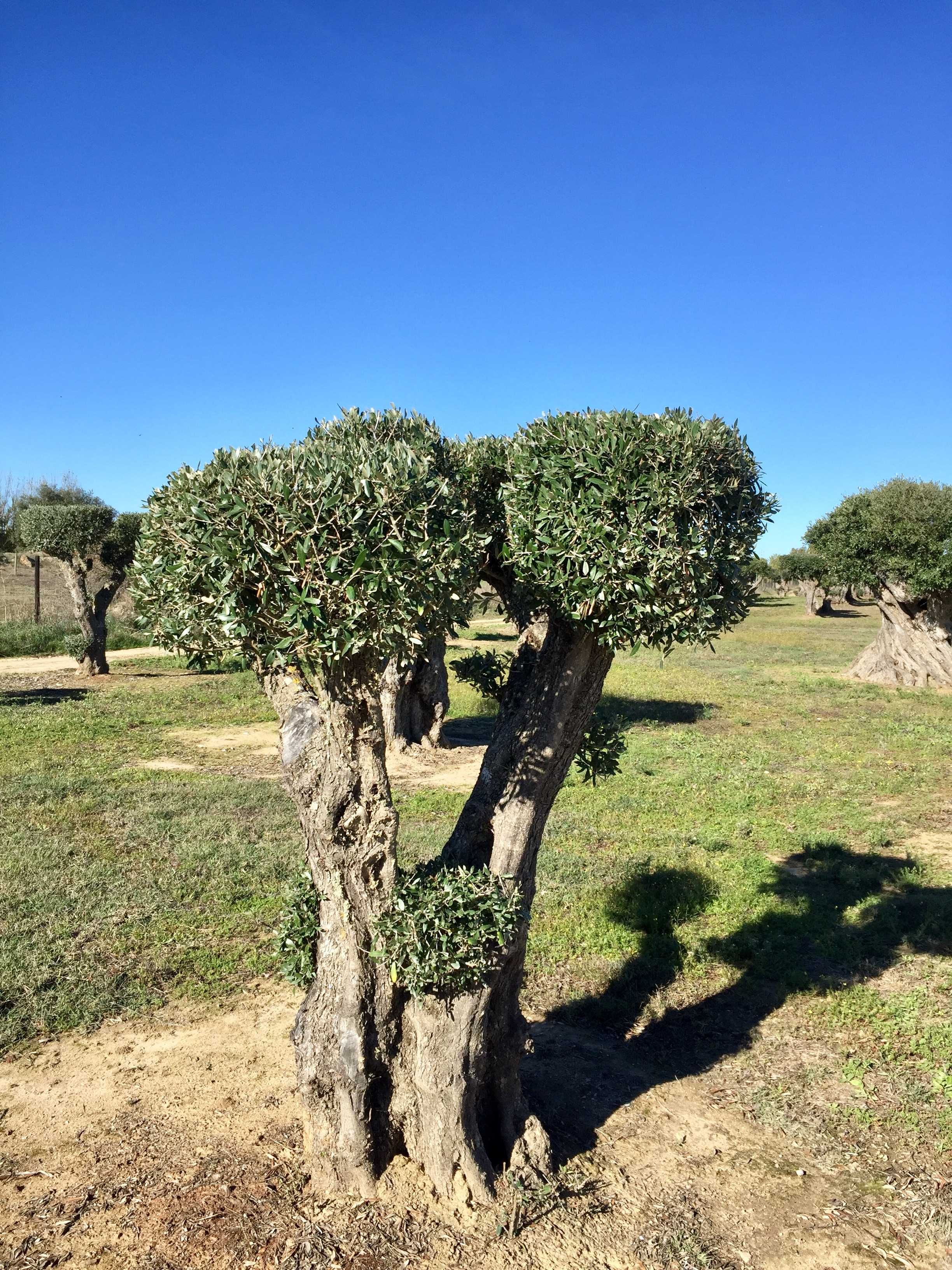 Oliveiras Bonsai - Alentejo
