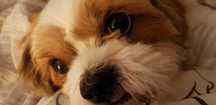 Oddam w dobre ręce ,  psy rasy Shih tzu