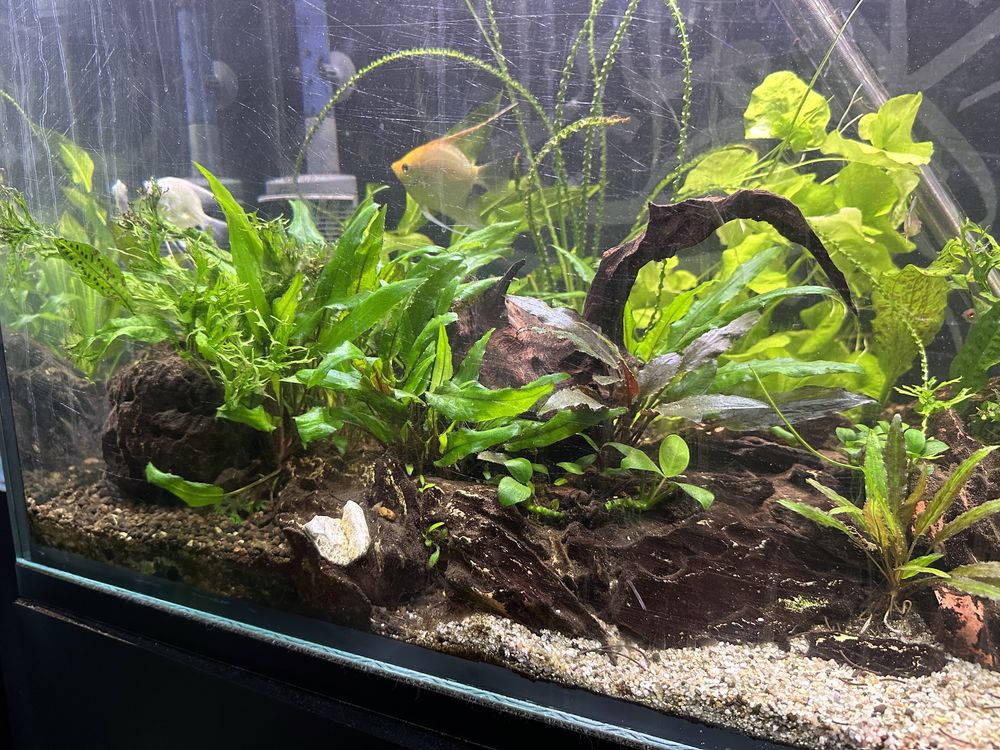 Aquario 120 cm plantado completo (CO2, Filtro, Etc.)