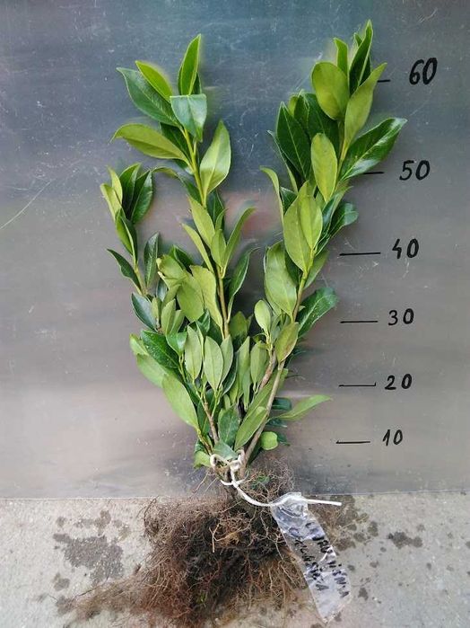 Laurowiśnia caucasica 70 cm - 90 cm SZKÓŁKOWANA ! Żywopłot