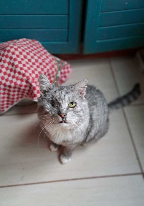 Koci sebior szuka domku