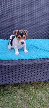 Jack Russell Terier Piesek Axel