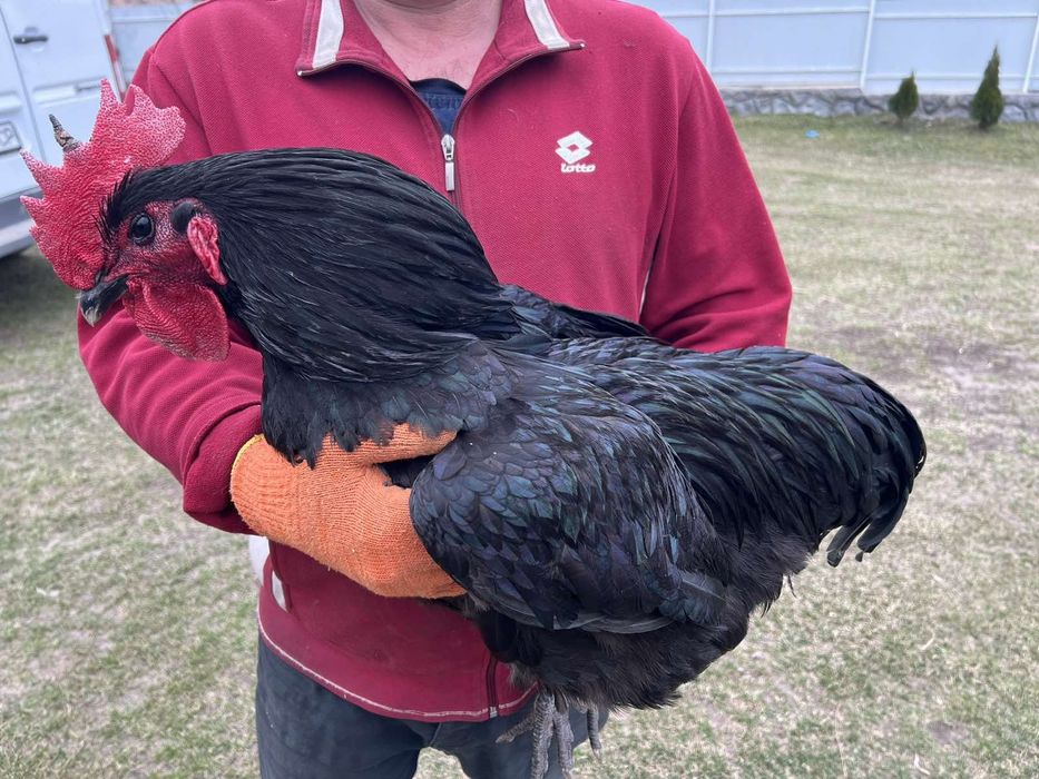 Кури Джерсінський гігант