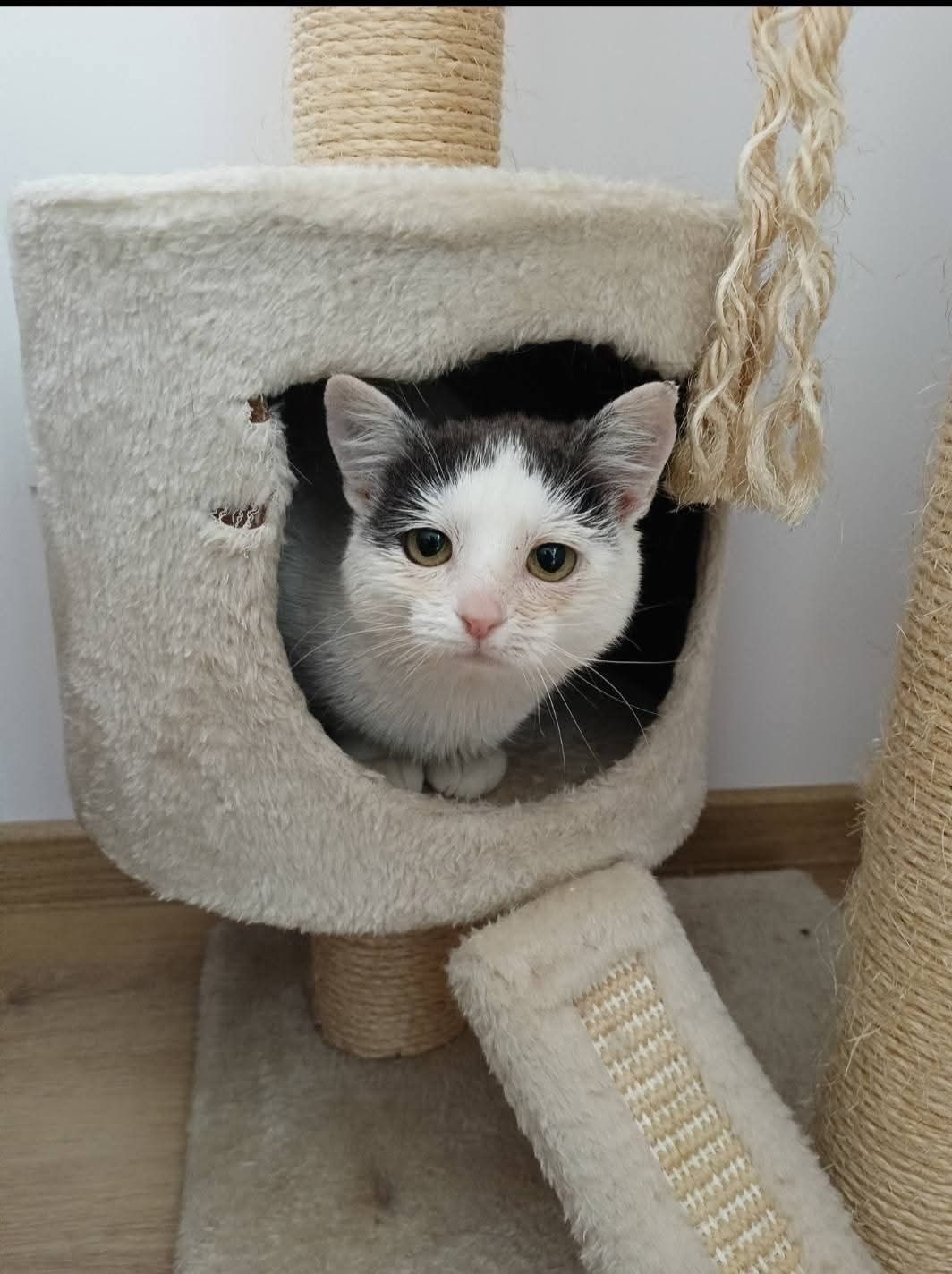 Tośka szuka domu do adopcji