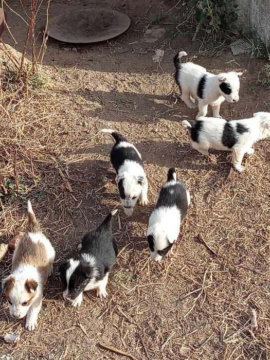 Cachorros Border Collie