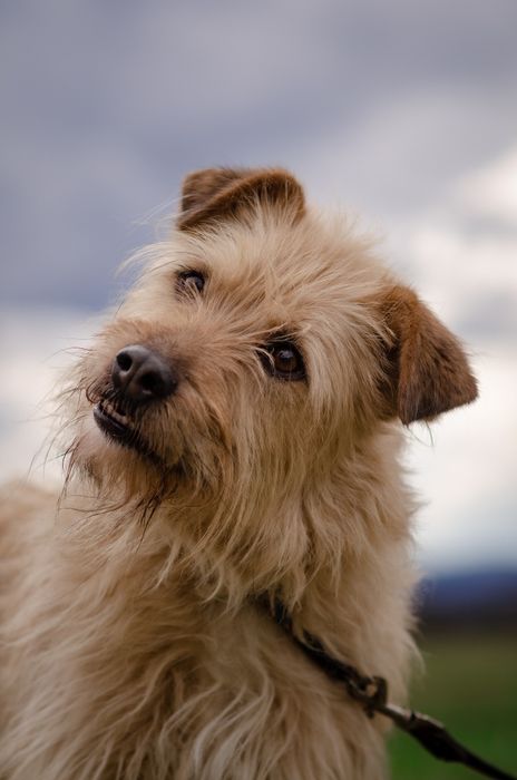 Groszek do pilnej adopcji