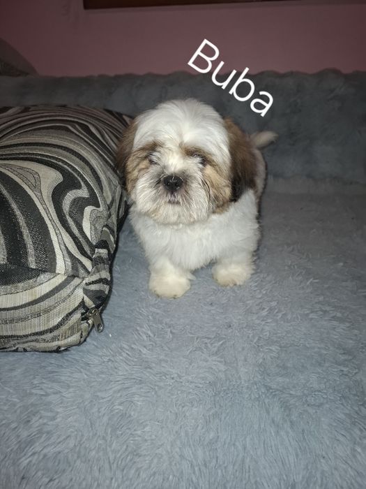 Shih-tzu samiec szczeniak