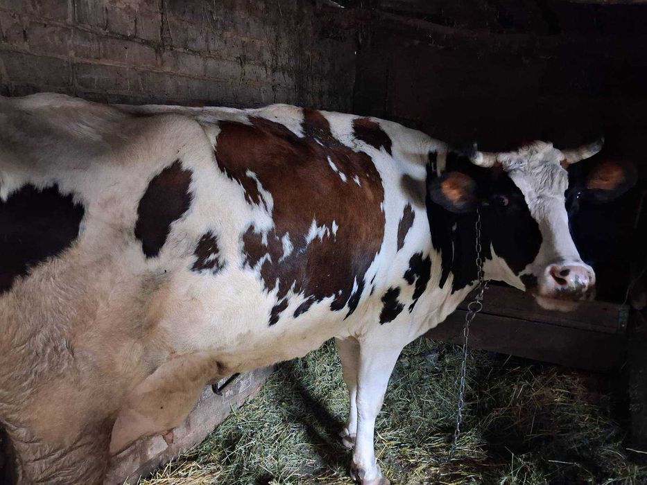 Корова Сіменталка після двох отелів
