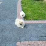 Piękny malutki piesek szpic miniaturowy pomeranian.