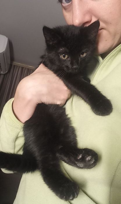 Отдам даром в добрые руки черного котенка