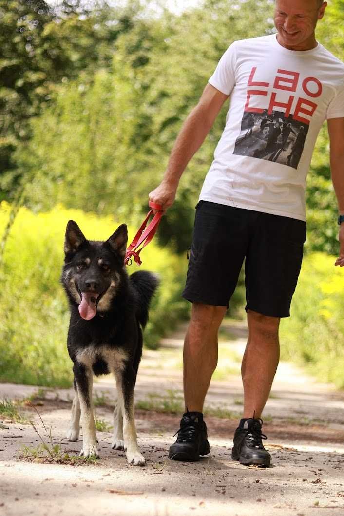ANAKIN - 3-letni, łagodny,lubi KOTY.  [FILMIKI]