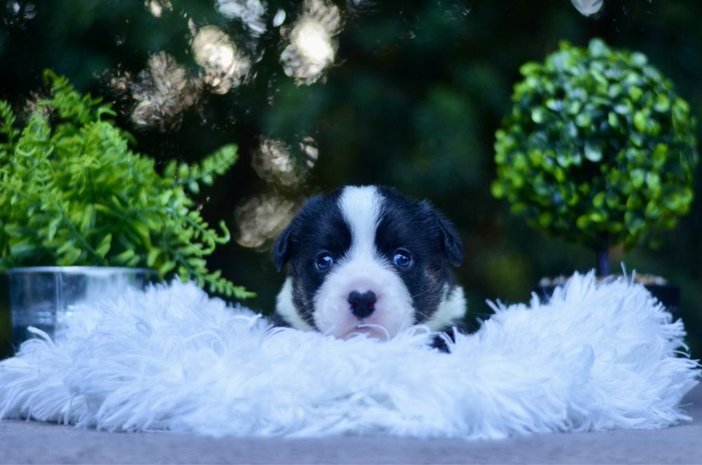 Welsh corgi cardigan FCI