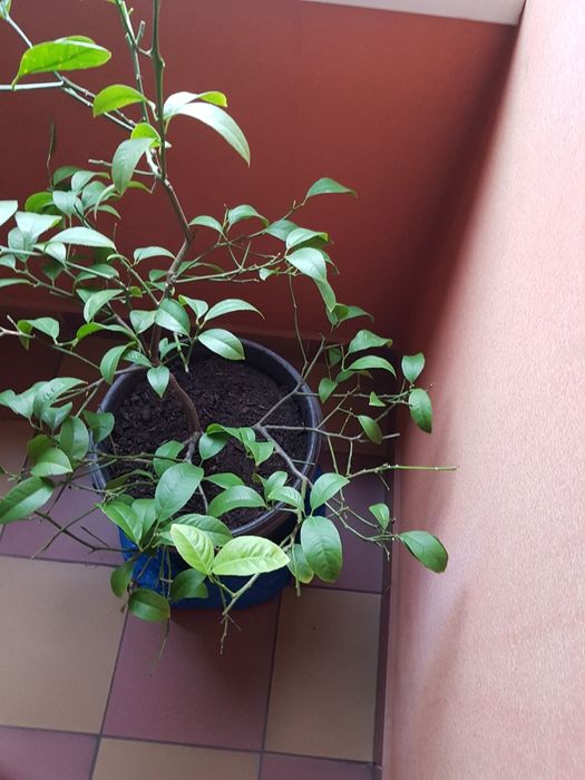 Drzewko cytrynowe Cytrus cytryna