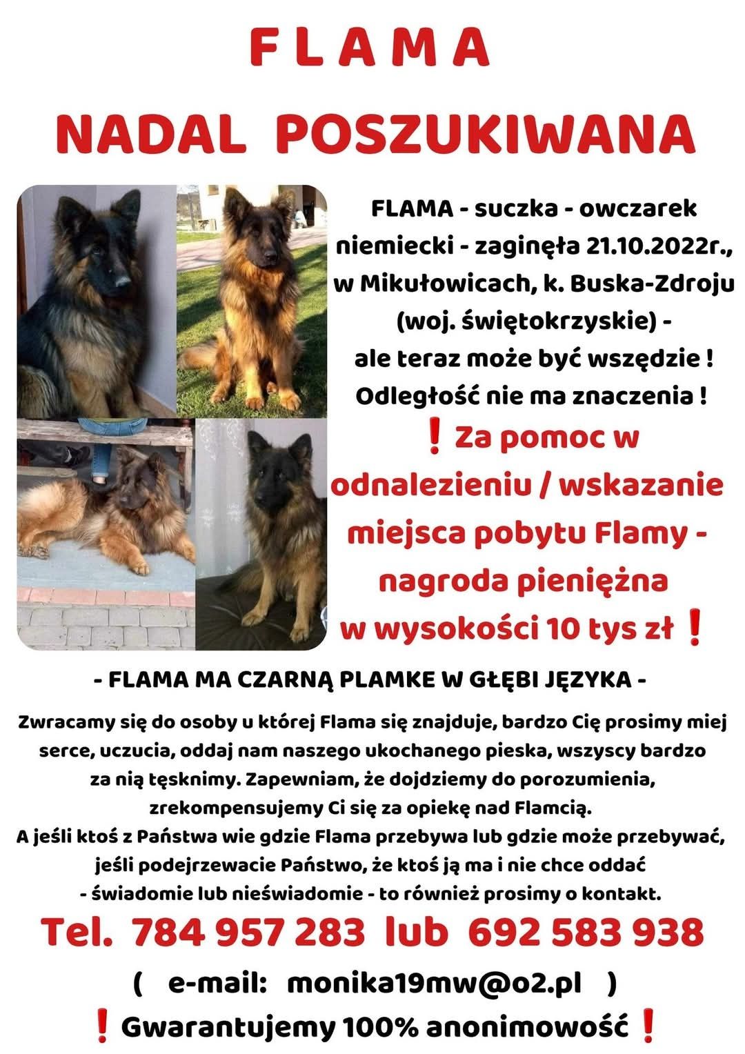 Zaginęła suczka owczarek niemiecki Flama poszukiwana w całej Polsce