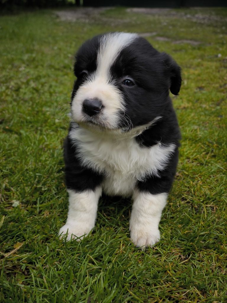 Border collie ZKWP FCI piesek