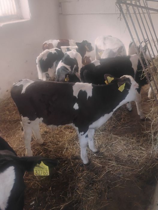 Byczki podchowane 9 sztuk