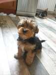 Yorkshire terrier