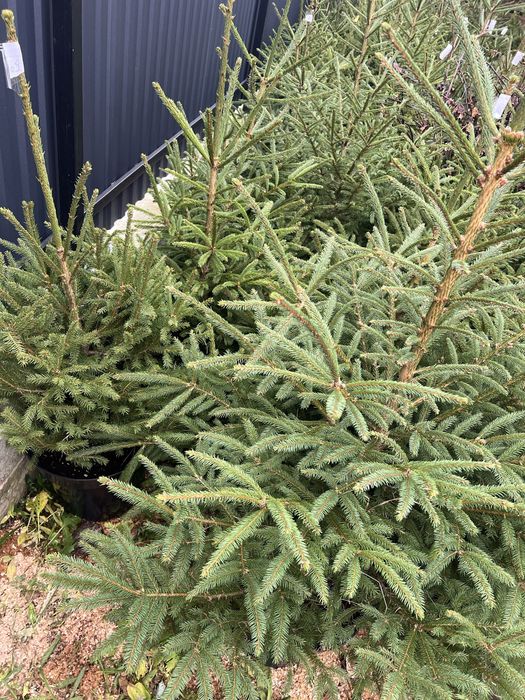 Ялинка в горщику жива новорічна