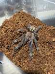 Psalmopoeus irminia samica 2,5dc