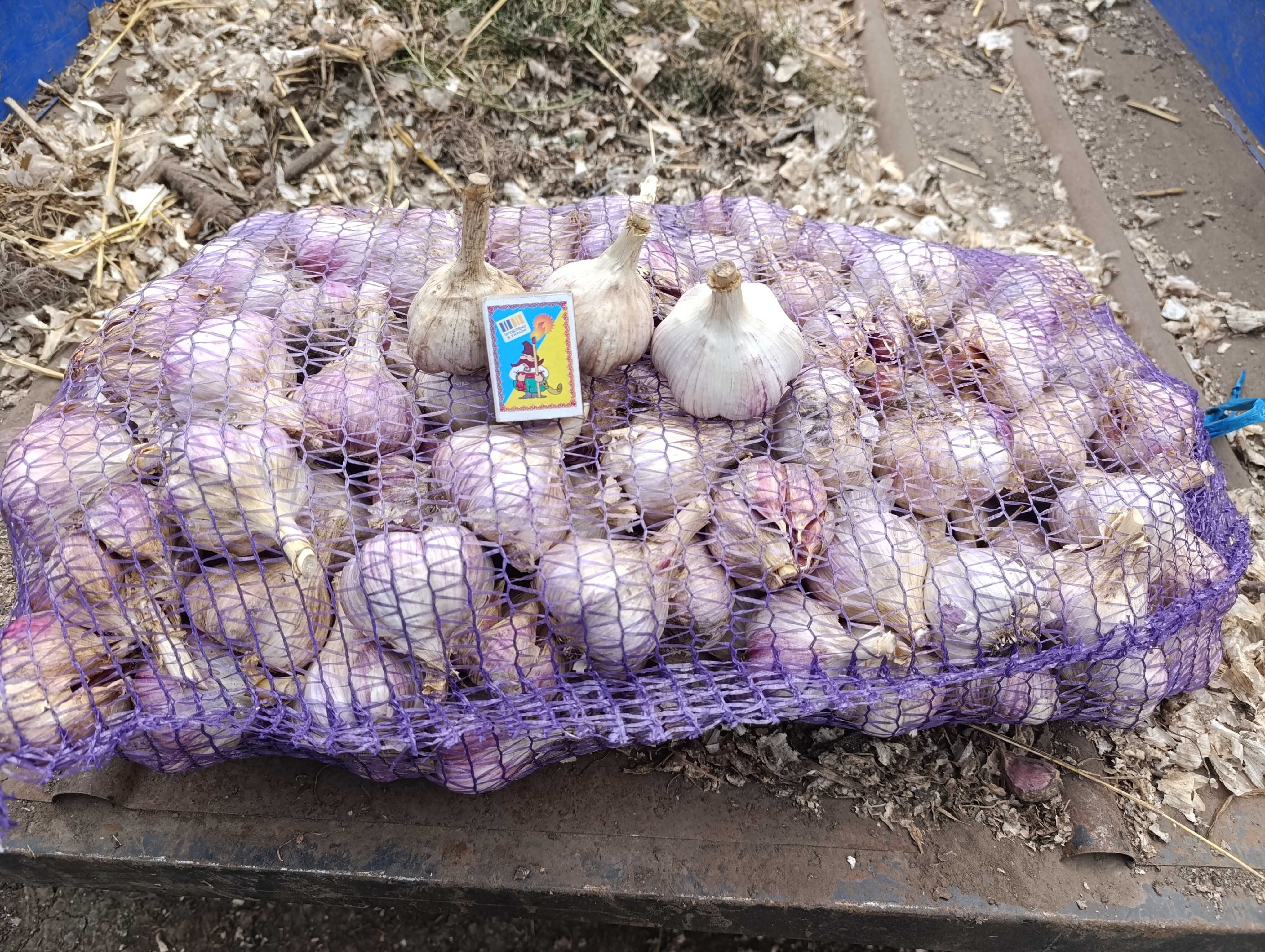 Продам часник сорту Любаша