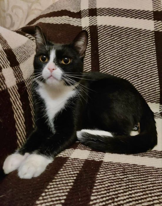 Киця з бурштиновими очима у добрі руки