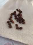 Sementes de alfarroba