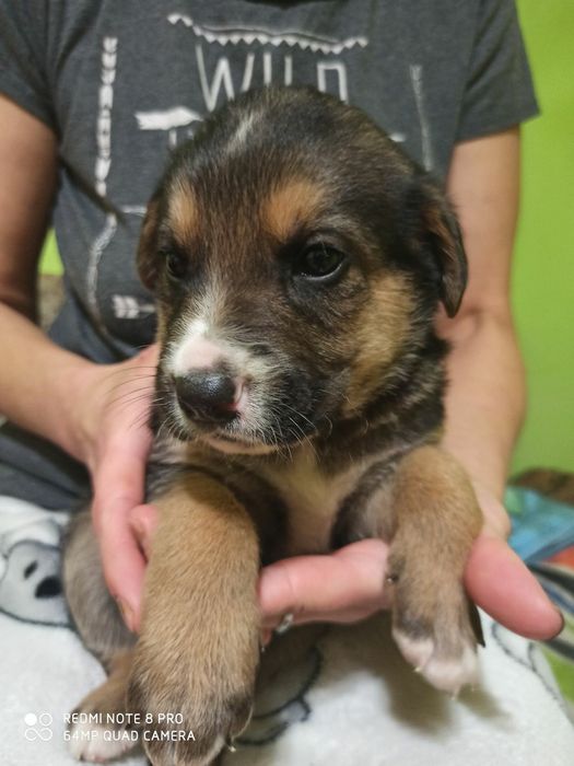 Песики в добрі руки