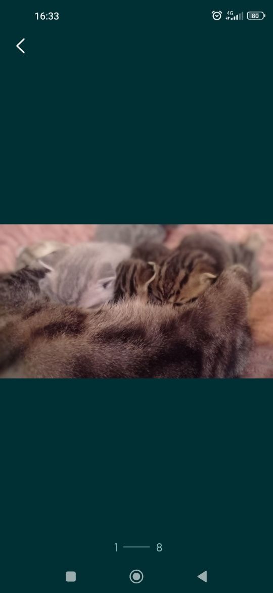 Шотландські кошенята