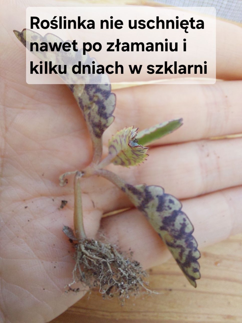 Żyworódka daigremonta (Kalanchoe daigremontiana) SADZONKI
