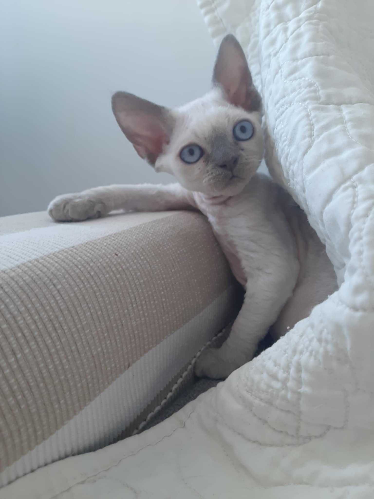 Koteczka Devon Rex Niebieski Point